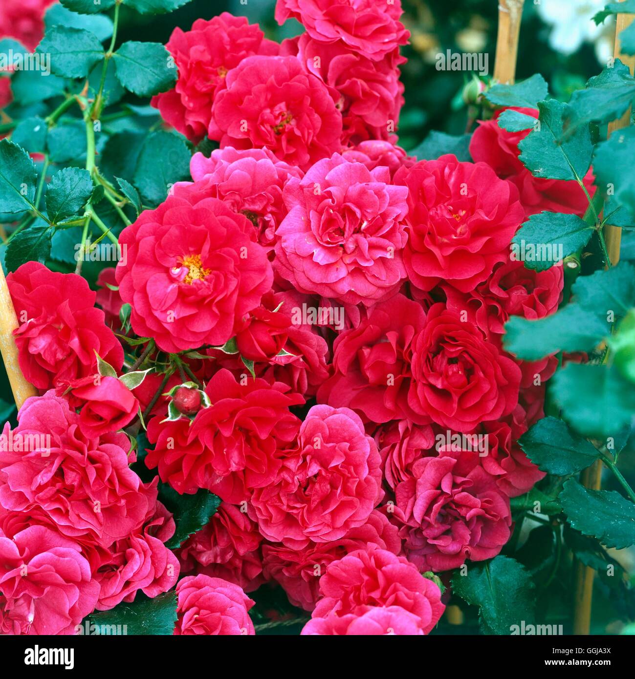 Ground Cover Rose Rosa `Lancashire' AGM GCR101931 Stock Photo Alamy